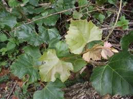 Image result for Rhoicissus tomentosa