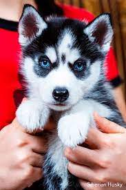Siberian Husky Brown Cute Husky Puppies Husky Puppies For Sale Puppies With Blue Eyes
