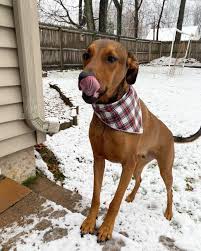 14 months ago we brought home our second rescue dog. in full transparency I  cried several times in the first 1-2 weeks we had both dogs together, not  because we regretted getting