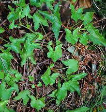 Image result for Rumex sagittatus