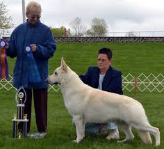 White is recognized by the ckc. Professional German Shepherd Directory Sugarloaf Shepherds Located In South Central P White German Shepherd Puppies German Shepherd Puppies Shepherd Puppies