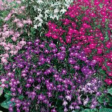 Image result for foto Lobelka