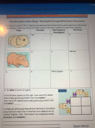 In a monohybrid cross two plants or animals, which differ at only one gene, are bred together. Lambert Biology Work Week Of June 1 5 Muudulodolcu Chegg Com