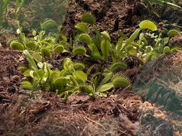 Check spelling or type a new query. Dionaea Muscipula Yougardener