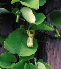 Image result for Aristolochia