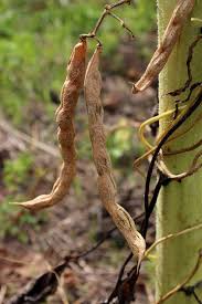 Recolter Et Conserver Ses Semences De Haricots Garden Seeds Bean Seeds Seeds