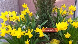 Narzissen Bunga Narsis Daffodil Bakung Di Musim Dingin Dan Mekar Di Musim Semi Di Austria Mely Daily From Austria