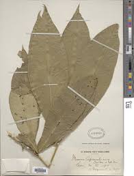 Image result for Ritchiea