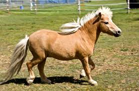 We're about to find out if you know all about greek gods, green eggs and ham, and zach galifianakis. 60 Horse Riding Quiz Questions And Answers Equine Trivia Facts Trivia Qq