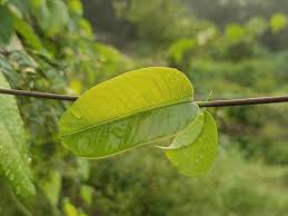 Image result for Cryptolepis apiculata