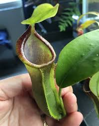 Image result for Nesaea spathulata