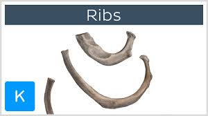 In most tetrapods, ribs surround the chest, enabling the lungs to expand and thus facilitate breathing by. Ribs Anatomy Ligaments And Clinical Notes Kenhub