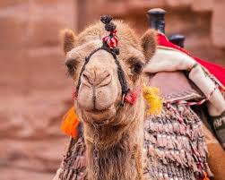 The material has to be waterproof and is easy to put up. Haggard Hawks On Twitter A Camel S Nose Is A Seemingly Innocuous Decision That Will Have Grave Consequences Later It Derives From An Old Proverb Warning That If A Camel Were To