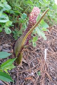 Image result for Sauromatum venosum