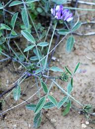 Image result for Psoralea