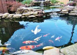 11 cara menjernihkan air koam ikan keruh dan hijau. Cara Mengatasi Air Kolam Ikan Keruh Biru Dengan Memahami Siklus Biologi Kimia 2016 Afrid Fransisco
