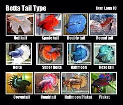 Betta Fish Aquarium Tankmates Betta Fish Types Betta Fish Tank Betta Fish