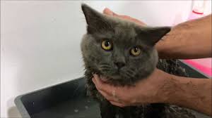 British Shorthair Yikama Youtube