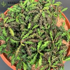 Image result for Euphorbia davyi