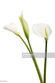 Stock Photo Calla Lilies Flowers Isolated On White Background In 2020 Calla Lily Calla Lily Flowers Lily Flower