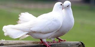Puter pelung merupakan spesies merpati dengan corak bulu khas putih atau kecoklatan muda dengan lingkar hitam di leher ditambah dengan postur burung puter putih lokal bisa mencapai rp 200.000 per pasang untuk indukan dan rp 75.000 per ekor untuk anakan. Daftar Harga Burung Merpati Terbaru September 2020 Terlengkap