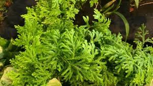 Image result for Selaginella congoensis