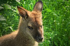 The swamp wallaby is not as common in sydney as it once was, but can still be found in a few places in its preferred habitat of thick forest undergrowth or sandstone heath. Dutch Police Forced To Spend Last Fortnight Chasing Down Escaped Wallabies Yes This Is Real Dutchreview