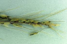Image result for Eriochloa fatmensis