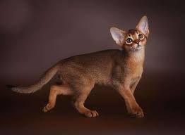 So how much can an aby cat cost? Abyssinian Cat For Sale In The City Of Riga Latvia Price 854 Announcement 856