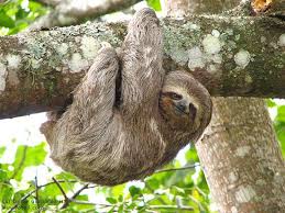 Sloth Jpg 550 413 Pixel Sloth Photos Sloth Three Toed Sloth
