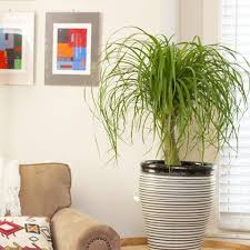 Umbrella tree indoor plants outdoor plants hanging plants planting flowers birds of paradise floor plants plants houseplants. 5 Tall Indoor Plants For Your Home Calloway S Nursery
