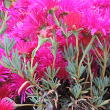 Image result for Lampranthus spp.
