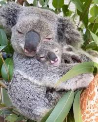 Nature On Instagram Koala Hug Tag Someone You Love Sydney Australia Video By Reneehowell18 Nature Cute Animals Australia Animals Cute Animal Videos