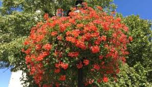 Image result for foto moud Forsterův