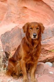 (dvgrr) golden retriever adoptions, placement and education (grape) Golden Retriever