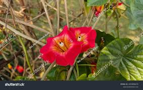 Image result for Stictocardia