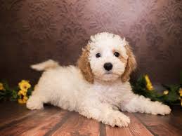 Colorado springs pet friendly attractions, hotels and restaurants offer great options to take your family pet on vacation with you. Cav A Poo 15993 Pet City Pet Shops Colorado Springs Colorado City Pets Pets Animal Lover
