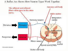 Potensial reseptor membangkitkan potensial aksi yang bersifat gagal atau tuntas disaraf aferen. Lengkung Refleks Reflex Arc Dan Gerak Refleks Prastiwi S Pongrekun S Blog