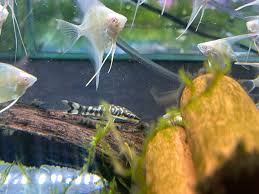 Image result for Kotschya ochreata