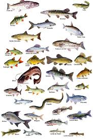 Les Poissons Aquarium Poisson Images Vache Animaux Aquatiques