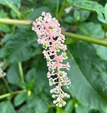 Image result for Phytolacca