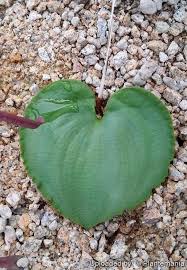 Image result for Eriospermum porphyrium