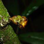 Image result for Uvariodendron