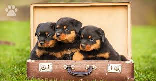 Do you have a friend or colleague that is looking for this particular. Caring For Rottweiler Puppies Trudog