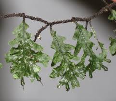 Image result for Didymoglossum erosum