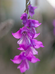 Image result for Gladiolus nyasicus