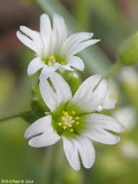 Image result for Cerastium