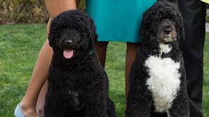 President barack obama throws a ball for bo, the family dog, in the rose garden of the white house, sept. Champ Major And Other White House Pets Bbc News