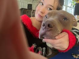 What breed is this 70-pound mixed dog?