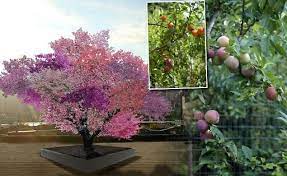 Maybe you would like to learn more about one of these? The Tree Of 40 Fruit Is A Series Of Hybridized Fruit Trees By Artist Sam Van Aken Fruit Trees Cool Art Plants